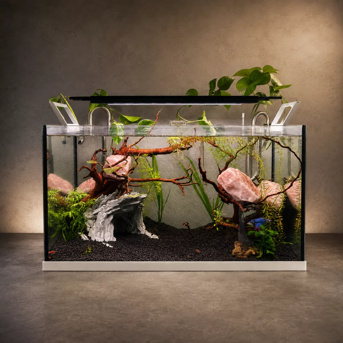 Cycle de l’azote en aquarium : comment savoir si votre bac est prêt ?