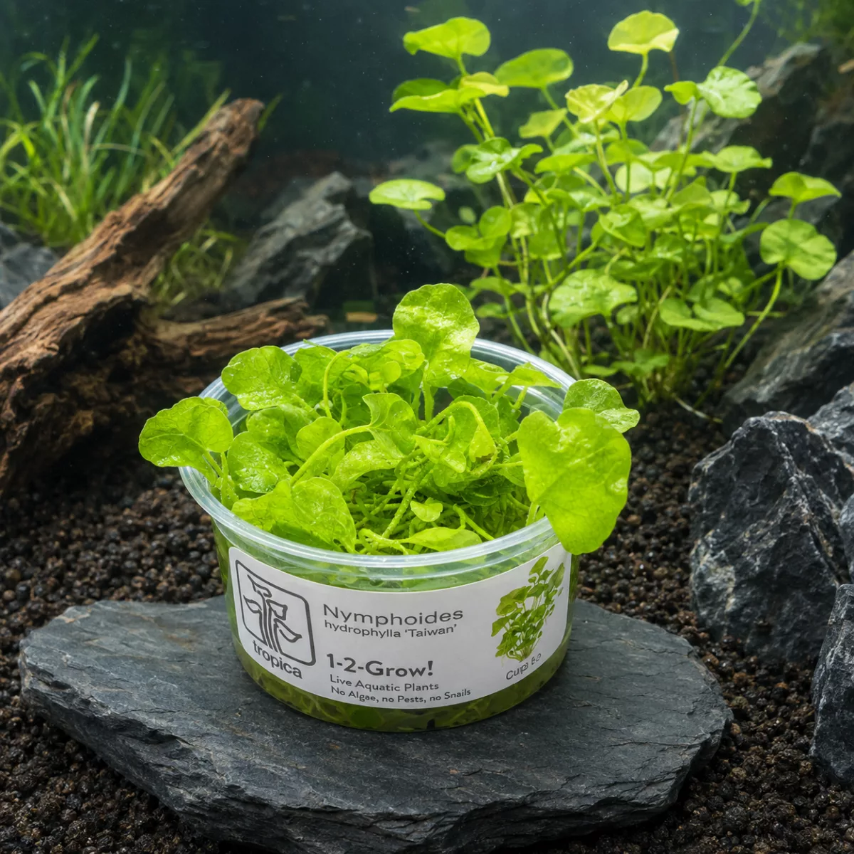 Nymphoides hydrophylla ‘Taiwan’ – Tropica 1-2-Grow! in vitro