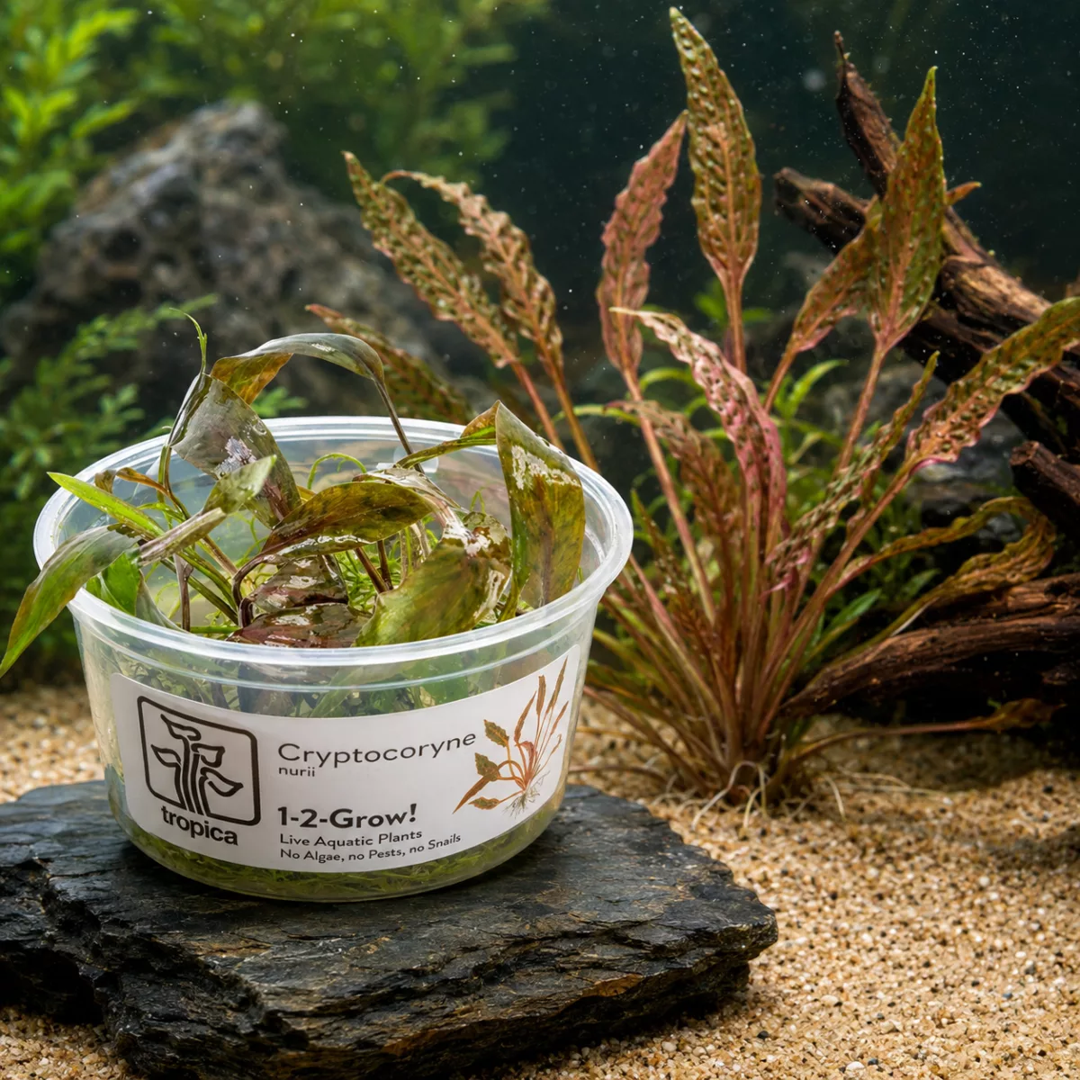Cryptocoryne nurii –  Tropica 1-2-Grow! in vitro