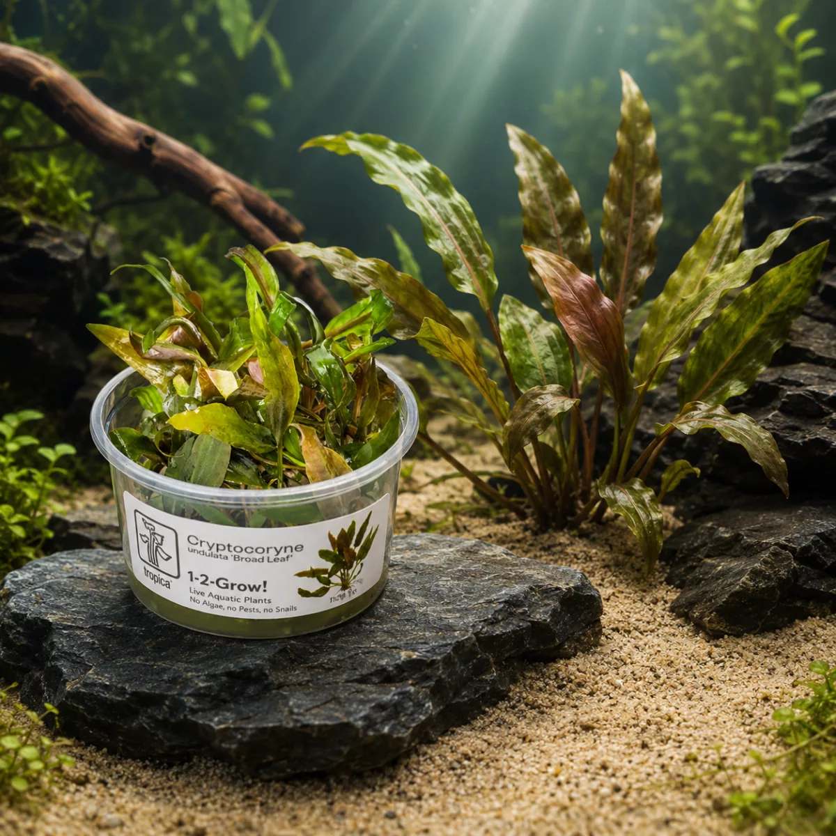 Cryptocoryne undulata « Broad Leaf » – Tropica 1-2-Grow! in vitro