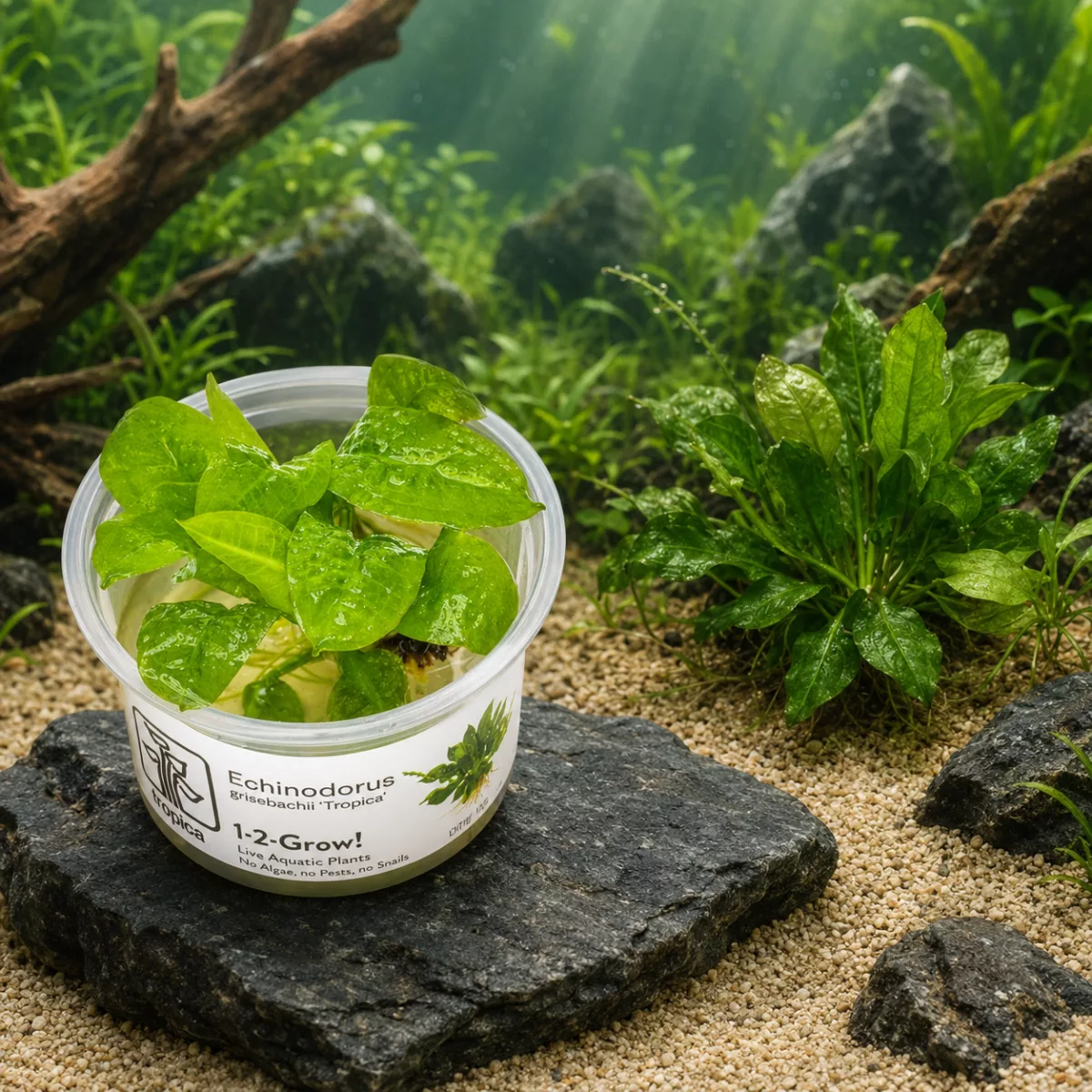 Echinodorus grisebachii ‘Tropica’ – Tropica 1-2-Grow! in vitro