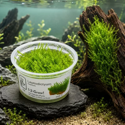 Leptodictyum riparium – Tropica 1-2-Grow! in vitro