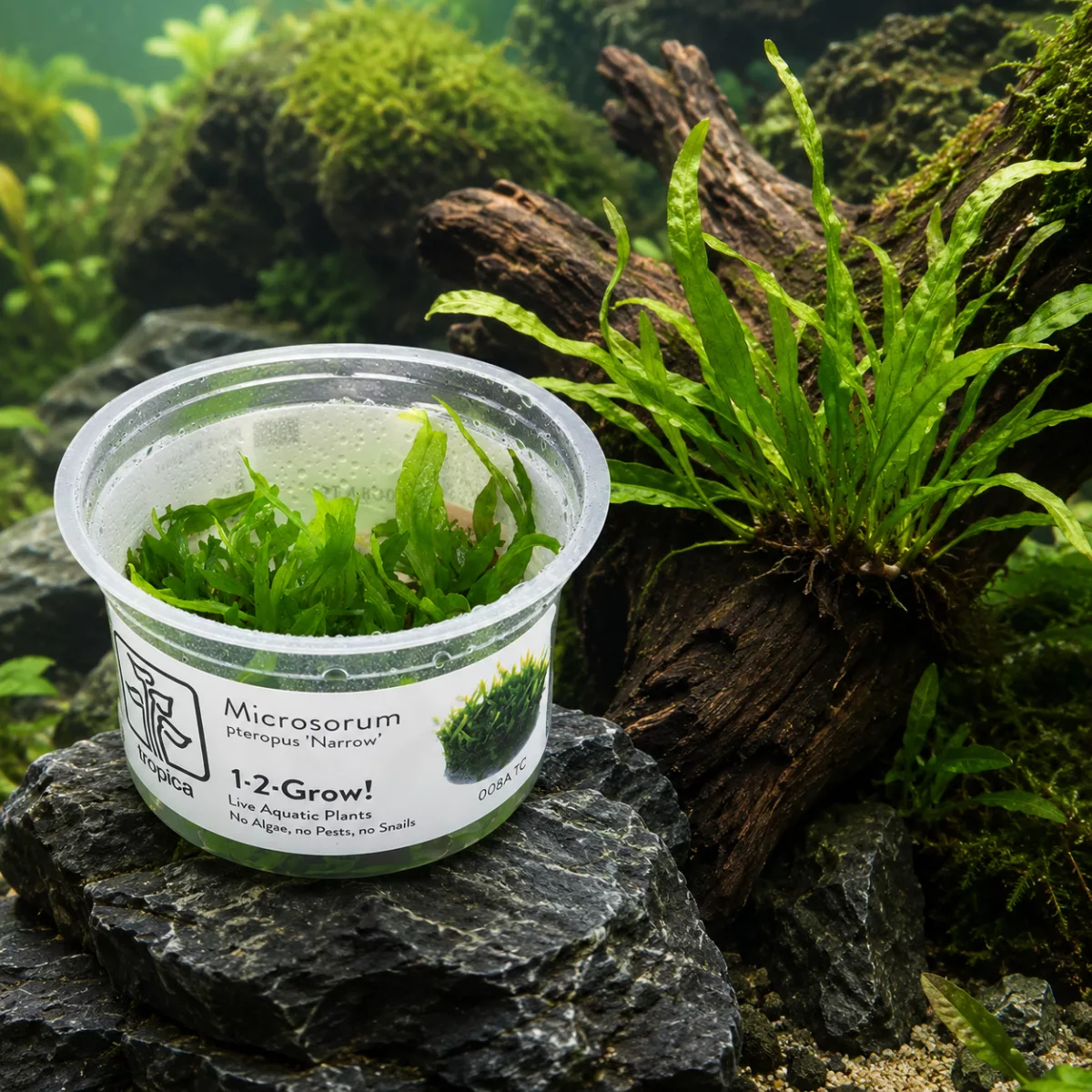 Microsorum pteropus ‘Narrow’ – Tropica 1-2-Grow! in vitro