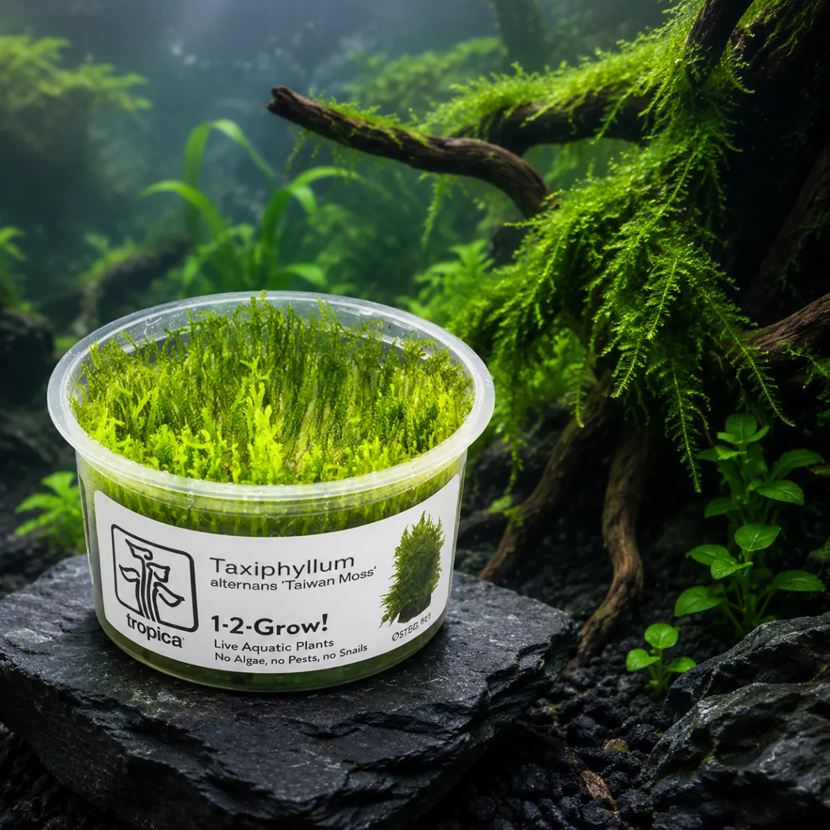 Taxiphyllum alternans ‘Taiwan Moss’ – Tropica 1-2-Grow! in vitro