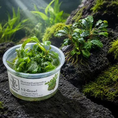Bucephalandra pygmaea ‘Bukit Kelam’ – Tropica 1-2-Grow! in vitro