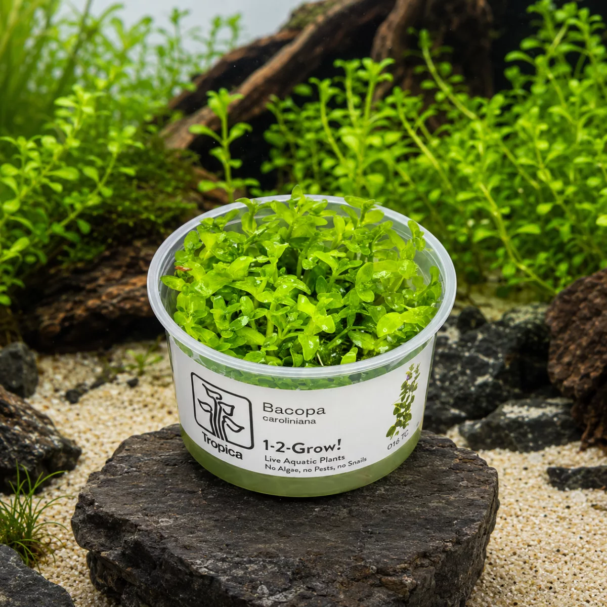 Bacopa caroliniana – Tropica 1-2-Grow! in vitro