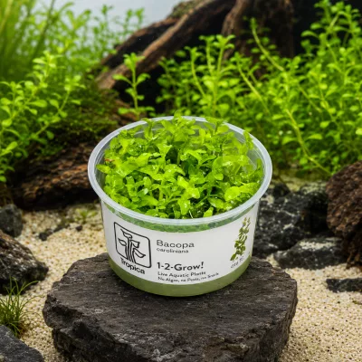 Bacopa caroliniana – Tropica 1-2-Grow! in vitro