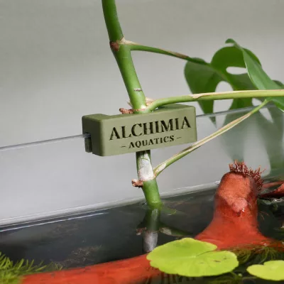 Clip pour plante émergée d’aquarium – Alchimia Aquatics