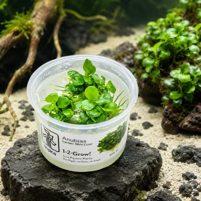 Anubias barteri ‘Mini Coin’ – Tropica 1-2-Grow! in vitro