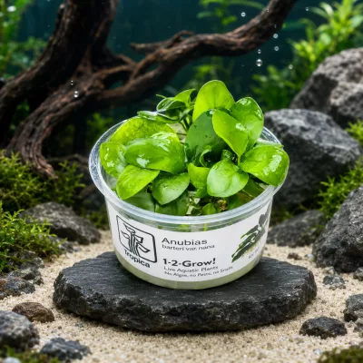 Anubias barteri var. nana 1-2-Grow! – Tropica