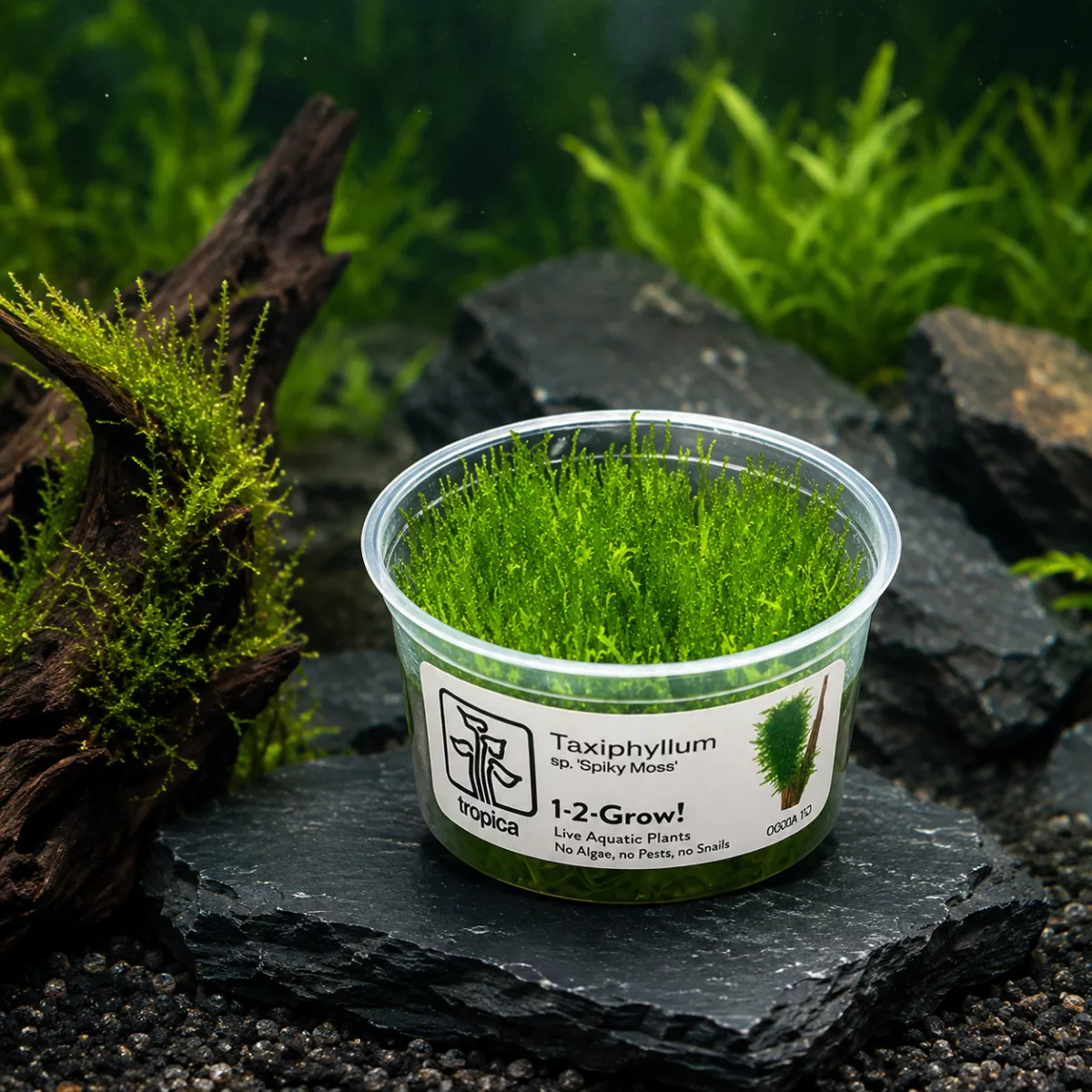 Taxiphyllum sp. « Spiky Moss » 1-2-Grow! – Tropica