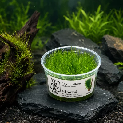 Taxiphyllum sp. « Spiky Moss » 1-2-Grow! – Tropica